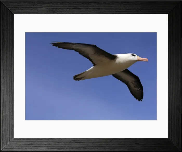 Framed Print : Picture No. 10884803
