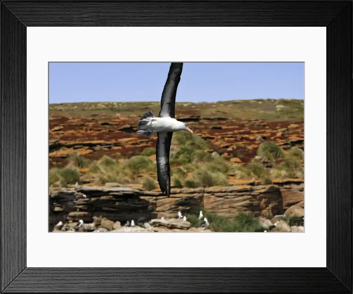 Framed Print : Picture No. 10884805 Framed Print : Picture No. 10884805