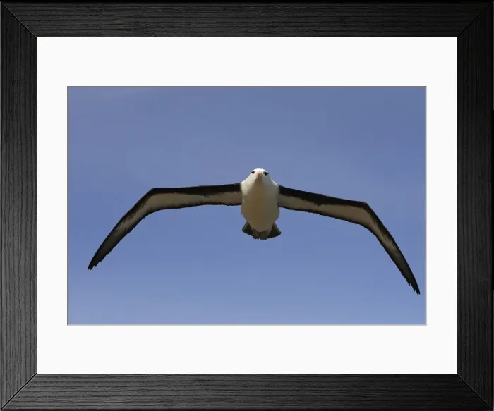 Framed Print : Picture No. 10884807 Framed Print : Picture No. 10884807