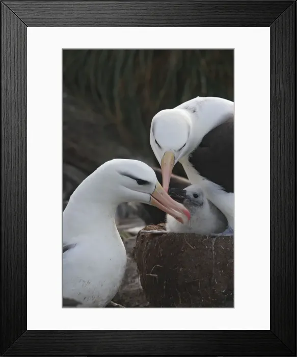 Framed Print : Picture No. 10884810 Framed Print : Picture No. 10884810