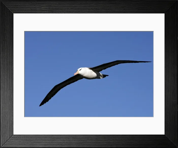 Framed Print : Picture No. 10884809 Framed Print : Picture No. 10884809