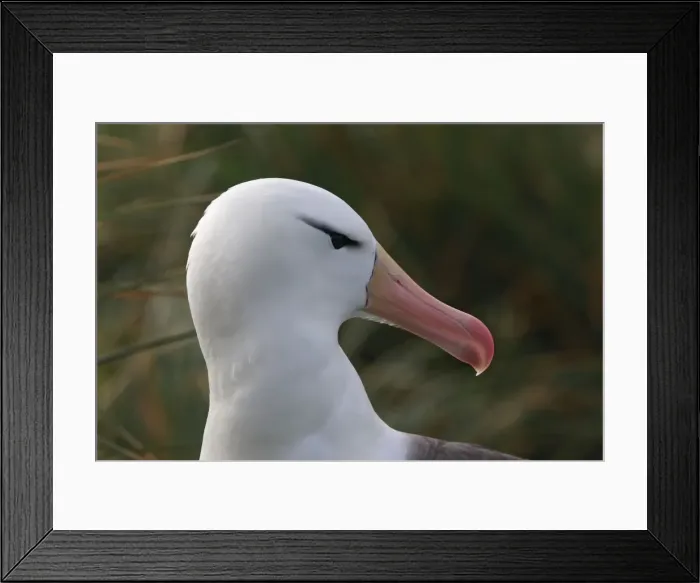 Framed Print : Picture No. 10884812 Framed Print : Picture No. 10884812