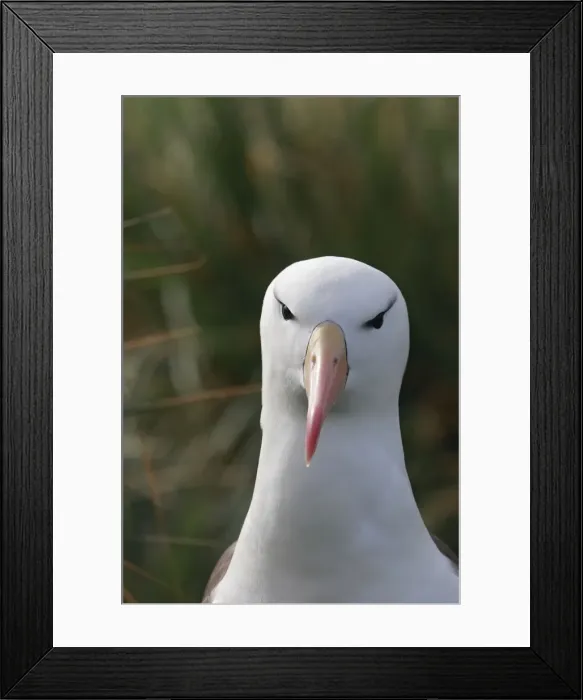 Framed Print : Picture No. 10884811 Framed Print : Picture No. 10884811