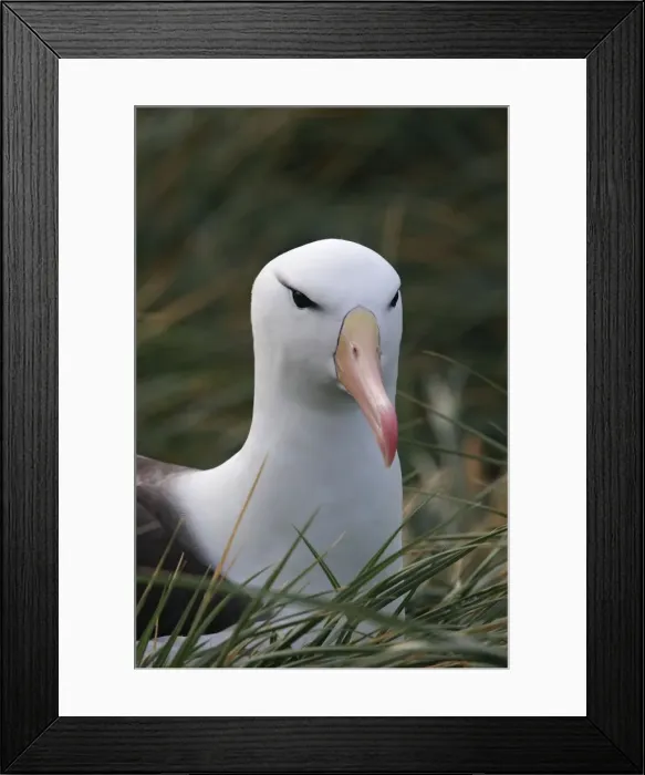 Framed Print : Picture No. 10884813 Framed Print : Picture No. 10884813