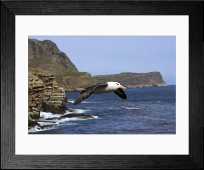 Framed Print : Picture No. 10884808 Framed Print : Picture No. 10884808