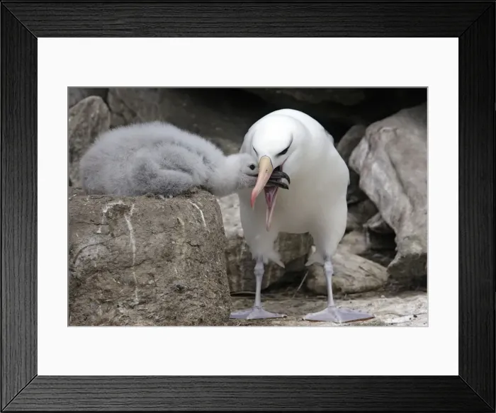 Framed Print : Picture No. 10884817 Framed Print : Picture No. 10884817