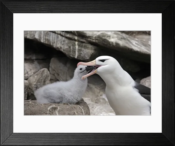 Framed Print : Picture No. 10884818 Framed Print : Picture No. 10884818