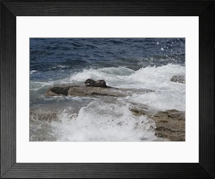 Framed Print : Picture No. 10899860 Framed Print : Picture No. 10899860