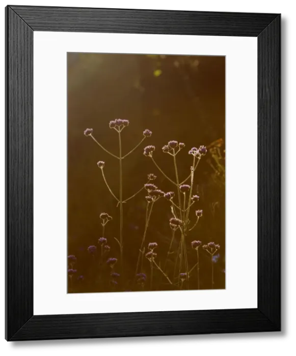 Framed Print : Picture No. 10899861 Framed Print : Picture No. 10899861