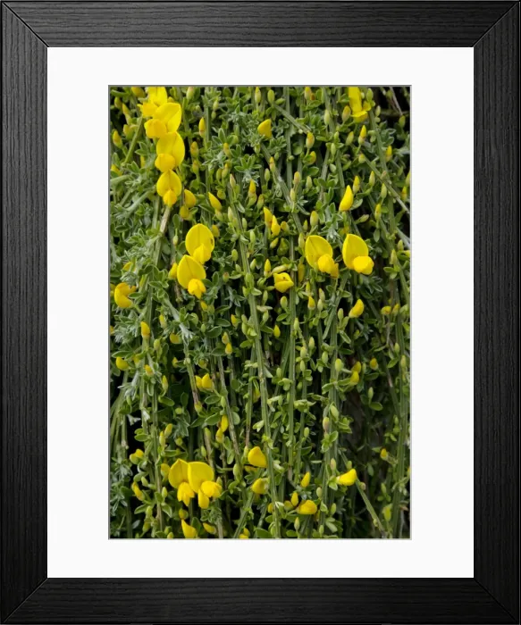 Framed Print : Picture No. 10899865 Framed Print : Picture No. 10899865