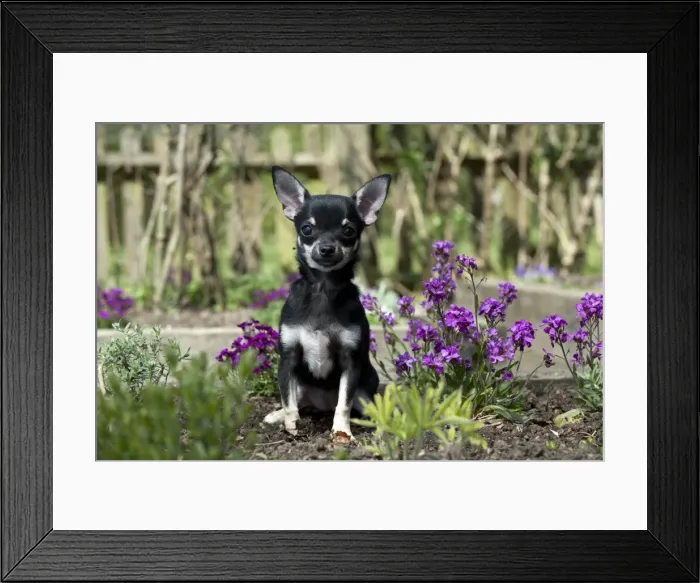 Framed Print : Picture No. 10899937 Framed Print : Picture No. 10899937