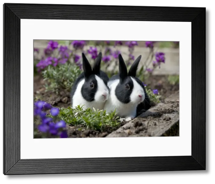 Framed Print : Picture No. 10899939 Framed Print : Picture No. 10899939