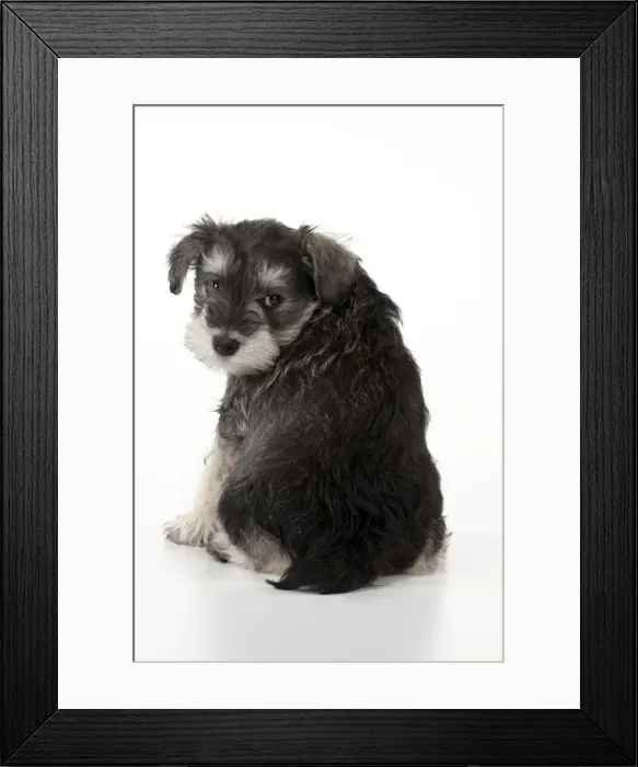 Framed Print : Picture No. 10899950 Framed Print : Picture No. 10899950