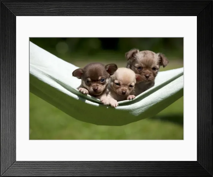 Framed Print : Picture No. 10899945 Framed Print : Picture No. 10899945