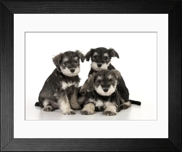Framed Print : Picture No. 10899946 Framed Print : Picture No. 10899946