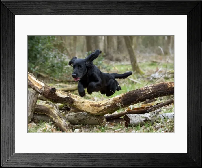 Framed Print : Picture No. 10899982 Framed Print : Picture No. 10899982