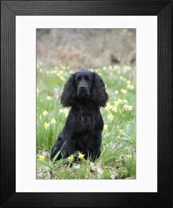 Framed Print : Picture No. 10899980 Framed Print : Picture No. 10899980