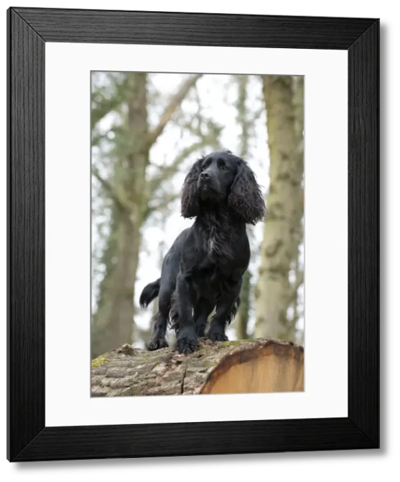 Framed Print : Picture No. 10899983 Framed Print : Picture No. 10899983