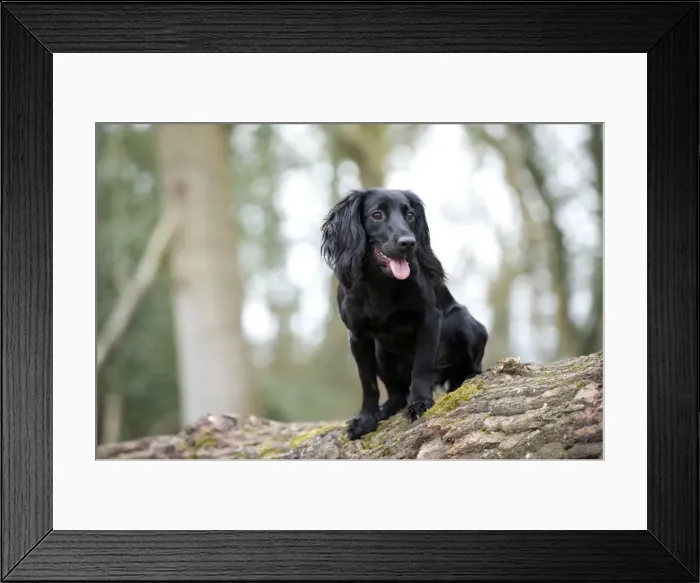 Framed Print : Picture No. 10899985 Framed Print : Picture No. 10899985
