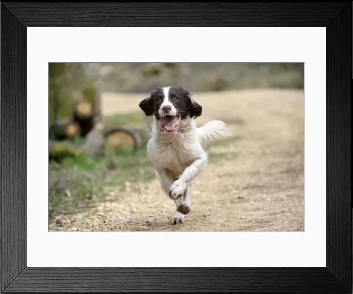 Framed Print : Picture No. 10899993 Framed Print : Picture No. 10899993