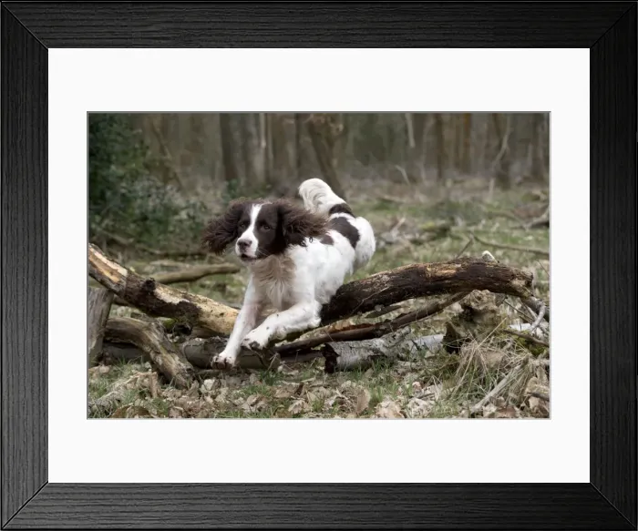 Framed Print : Picture No. 10899990 Framed Print : Picture No. 10899990
