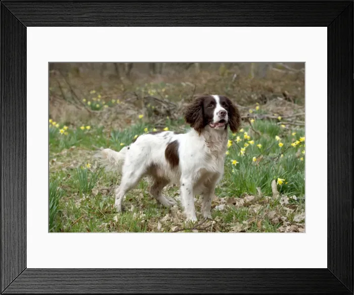 Framed Print : Picture No. 10899988 Framed Print : Picture No. 10899988