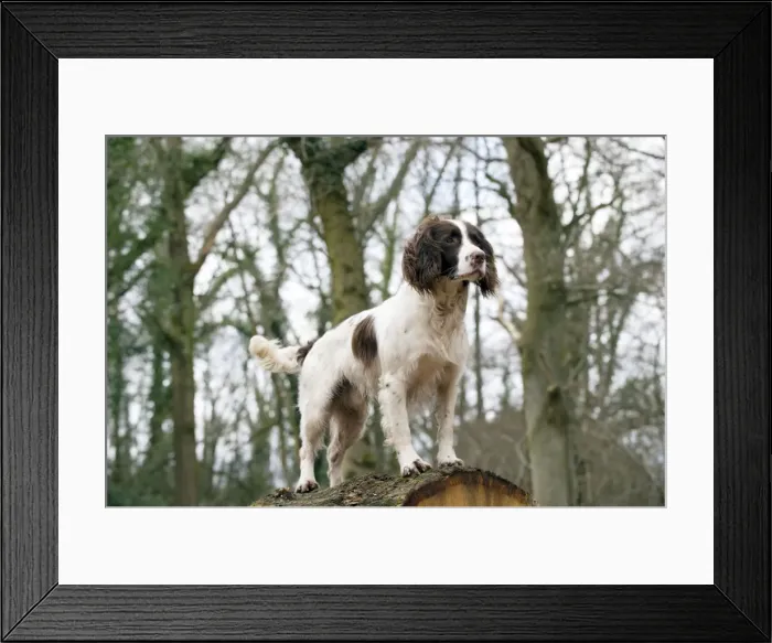 Framed Print : Picture No. 10899991 Framed Print : Picture No. 10899991