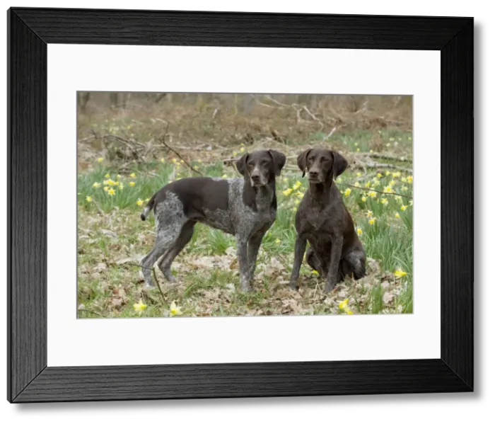 Framed Print : Picture No. 10899995 Framed Print : Picture No. 10899995