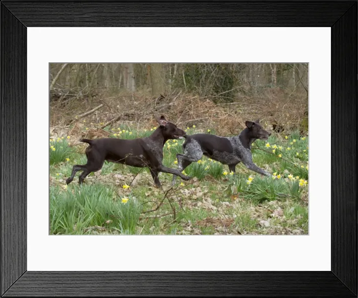 Framed Print : Picture No. 10899999