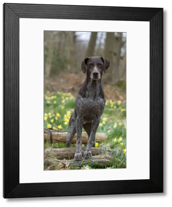Framed Print : Picture No. 10900001