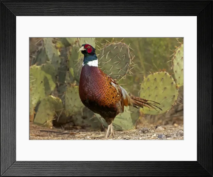 Framed Print : Picture No. 10885994 Framed Print : Picture No. 10885994
