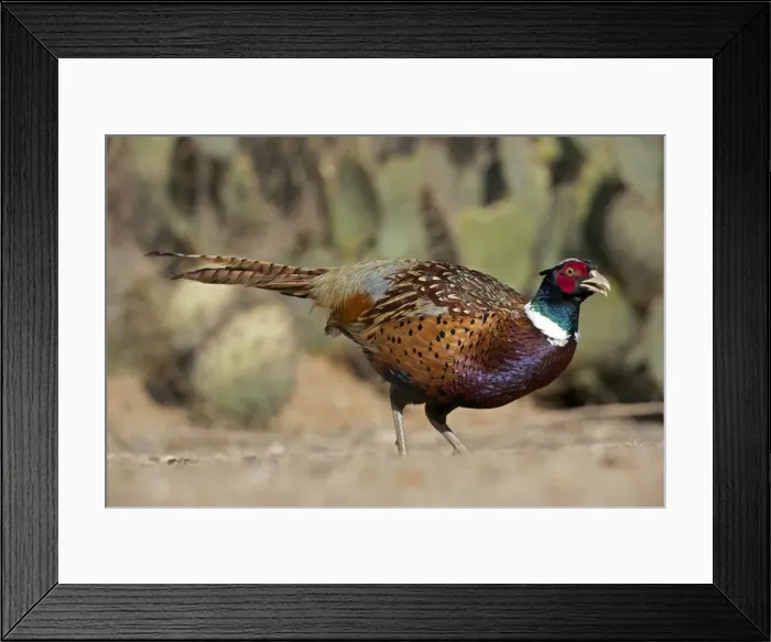 Framed Print : Picture No. 10885992 Framed Print : Picture No. 10885992