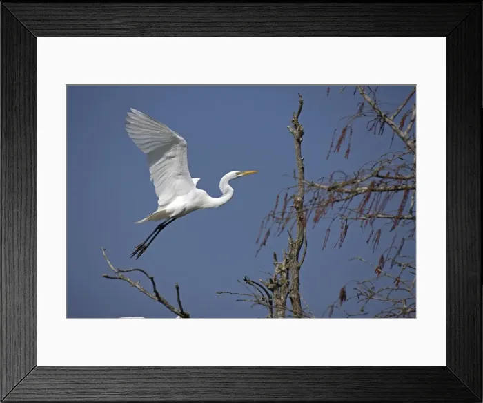 Framed Print : Picture No. 10885995 Framed Print : Picture No. 10885995