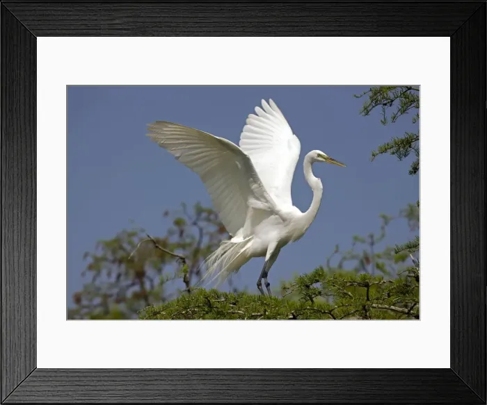 Framed Print : Picture No. 10885999 Framed Print : Picture No. 10885999