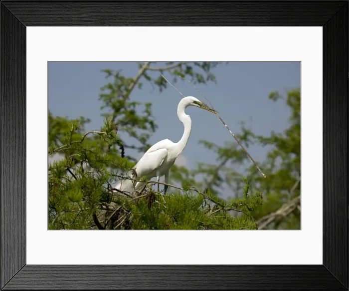 Framed Print : Picture No. 10885996 Framed Print : Picture No. 10885996