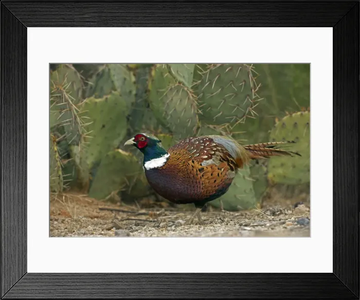Framed Print : Picture No. 10885993 Framed Print : Picture No. 10885993