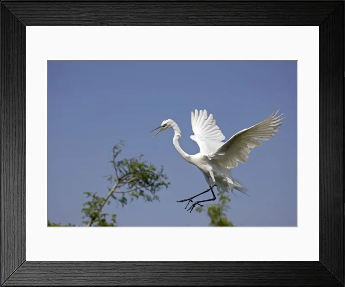 Framed Print : Picture No. 10886000 Framed Print : Picture No. 10886000
