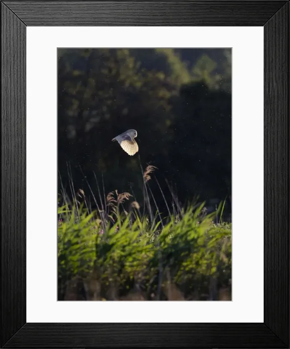 Framed Print : Picture No. 10886007 Framed Print : Picture No. 10886007