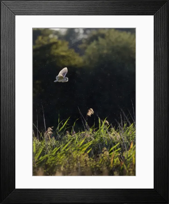Framed Print : Picture No. 10886008 Framed Print : Picture No. 10886008