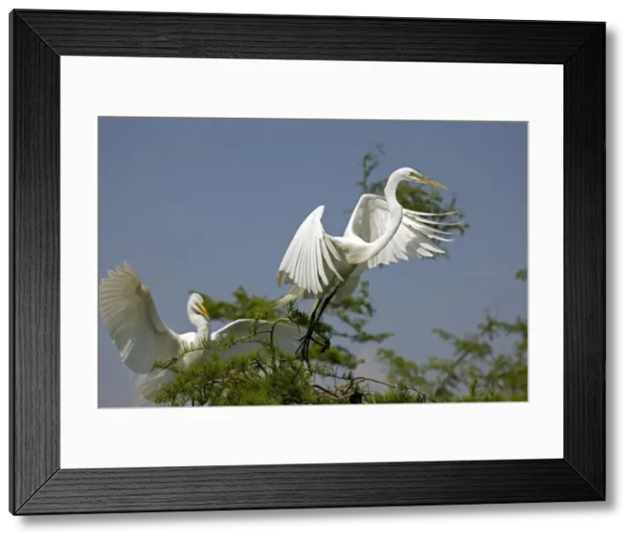 Framed Print : Picture No. 10886001 Framed Print : Picture No. 10886001