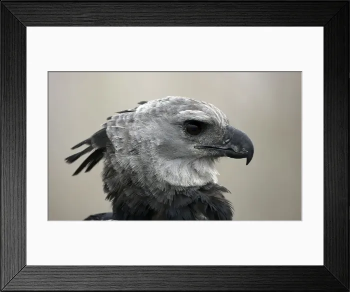 Framed Print : Picture No. 10886002 Framed Print : Picture No. 10886002