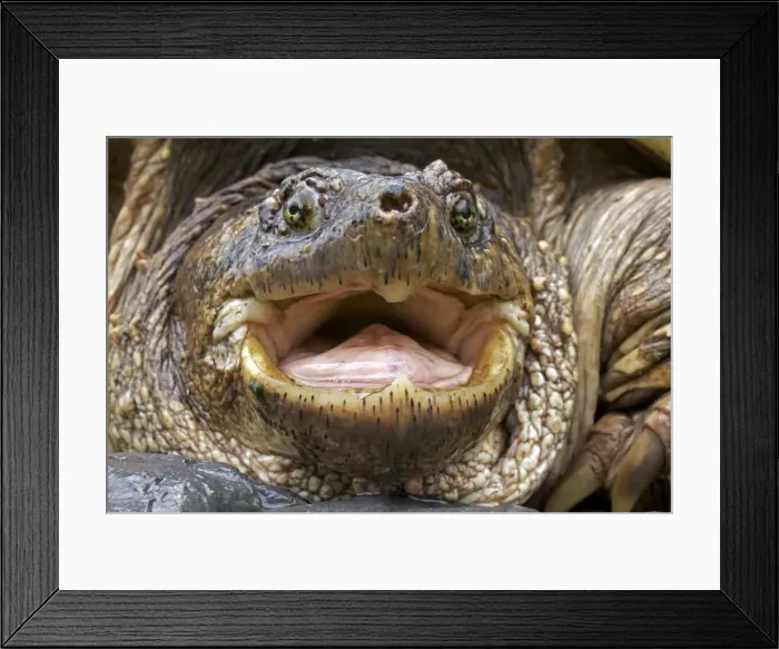 Framed Print : Picture No. 10886004