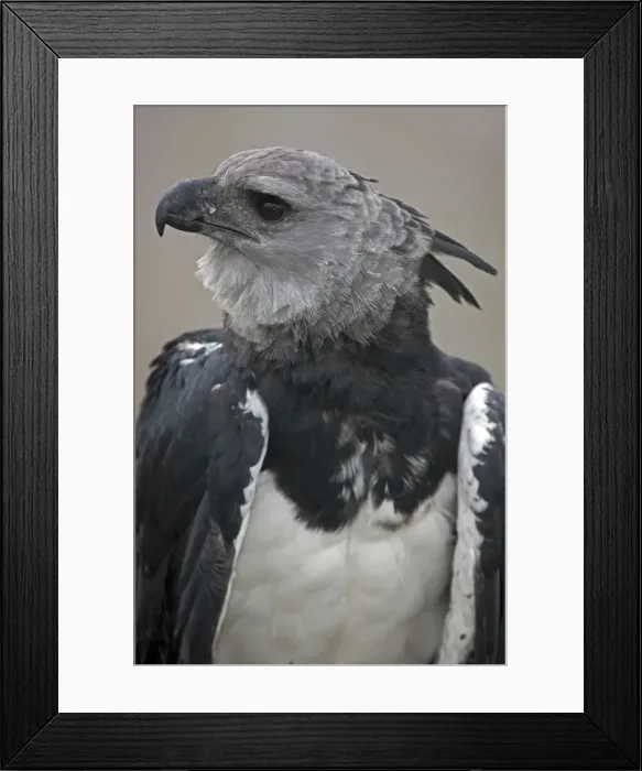 Framed Print : Picture No. 10886003 Framed Print : Picture No. 10886003