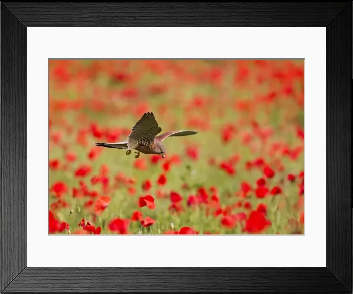 Framed Print : Picture No. 10886011 Framed Print : Picture No. 10886011