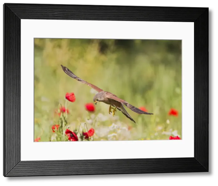 Framed Print : Picture No. 10886009 Framed Print : Picture No. 10886009