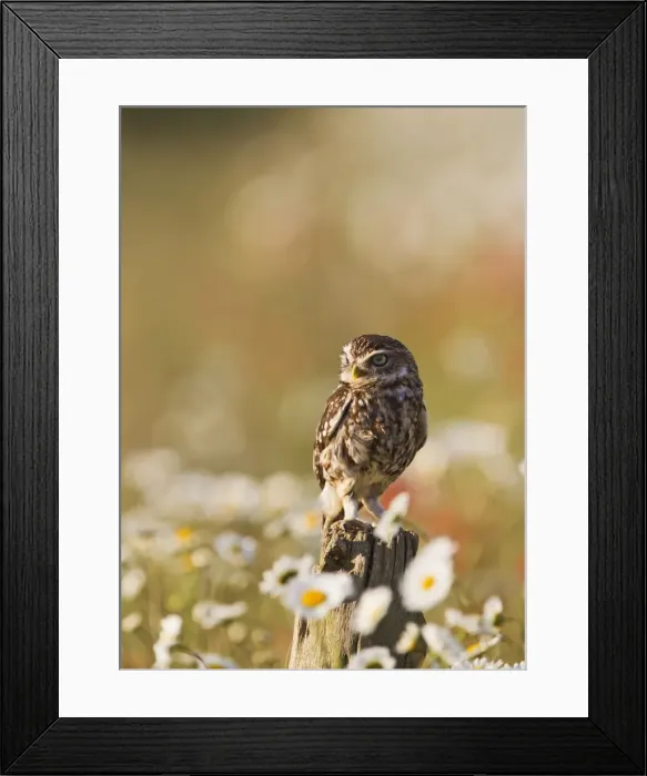 Framed Print : Picture No. 10886012 Framed Print : Picture No. 10886012