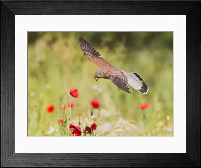 Framed Print : Picture No. 10886010 Framed Print : Picture No. 10886010
