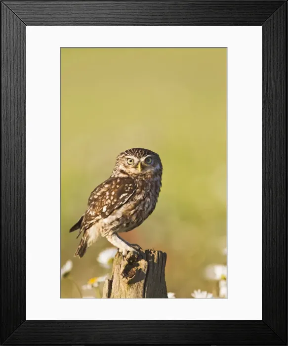 Framed Print : Picture No. 10886013 Framed Print : Picture No. 10886013