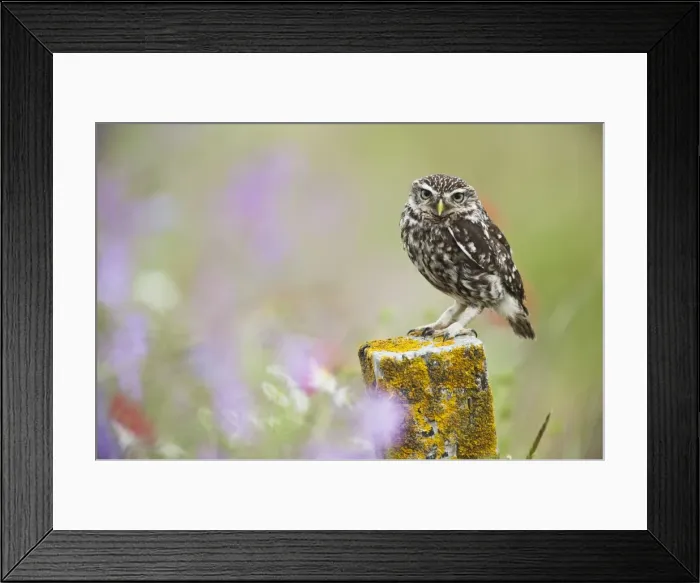 Framed Print : Picture No. 10886016 Framed Print : Picture No. 10886016