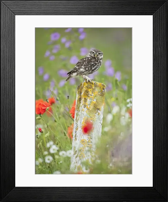 Framed Print : Picture No. 10886018 Framed Print : Picture No. 10886018